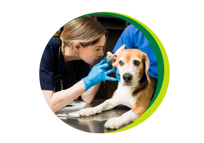 Veteriner hekimlere özel finansal destek Şekerbank’ta!