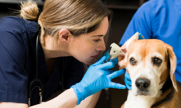 Veteriner Müşteri Kazanım Kampanyası